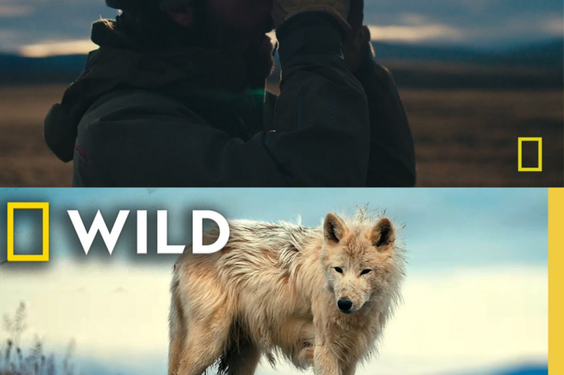 Who is the Wolf Queen? | Kingdom of the White Wolf