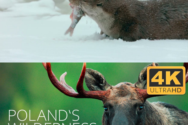 Poland’s Last Wilderness: Where Europe’s Wild Heart Beats