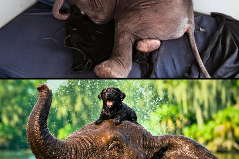 ORPHANED Elephant Adopts a Dumped PUPPY Their Bond Will MELT Your Heart