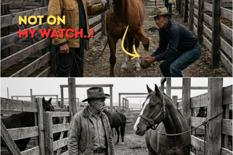 John Wayne Saw Them Leading A Horse To Be Put Down In Cheyenne, 1956 — Then He Stepped In