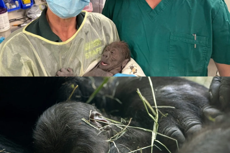 Gorilla G1ves Birth at Seattle Zoo Through ‘Extr3mely Rare’ C Section After Ultrasound Revealed Complications