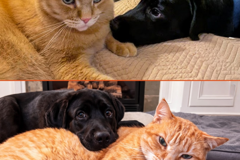 He Never Wanted a Friend… Until This Puppy Refused to Give Up