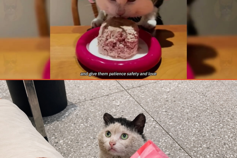 The Dirty Stray Cat Forced Himself To Eat Through The Pa1n And His Eyes Br0ke Her