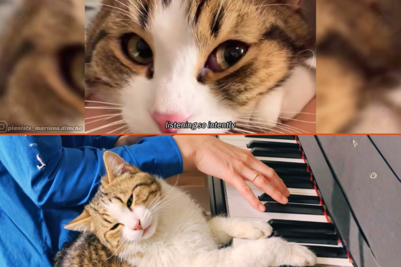 This Cat Refuses to Eat Until We Play Piano Every Morning