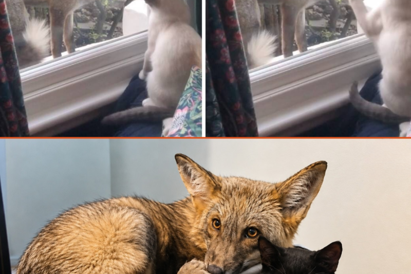 Fox Thinks He’s A Cat After One Tiny Kitten Changed His Life