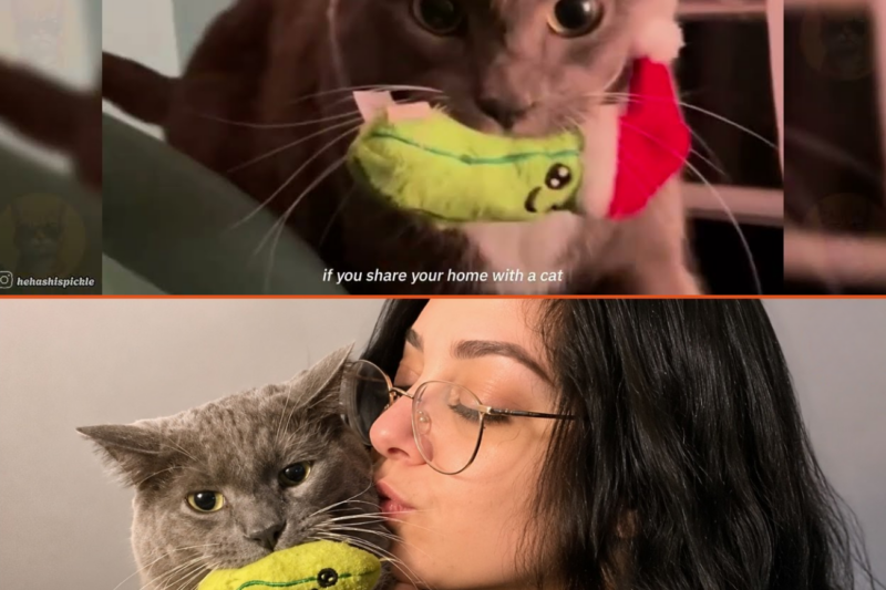 This Rescued Cat Made A Crying Child Sound At 2 AM… Then The Camera Caught Her Secret