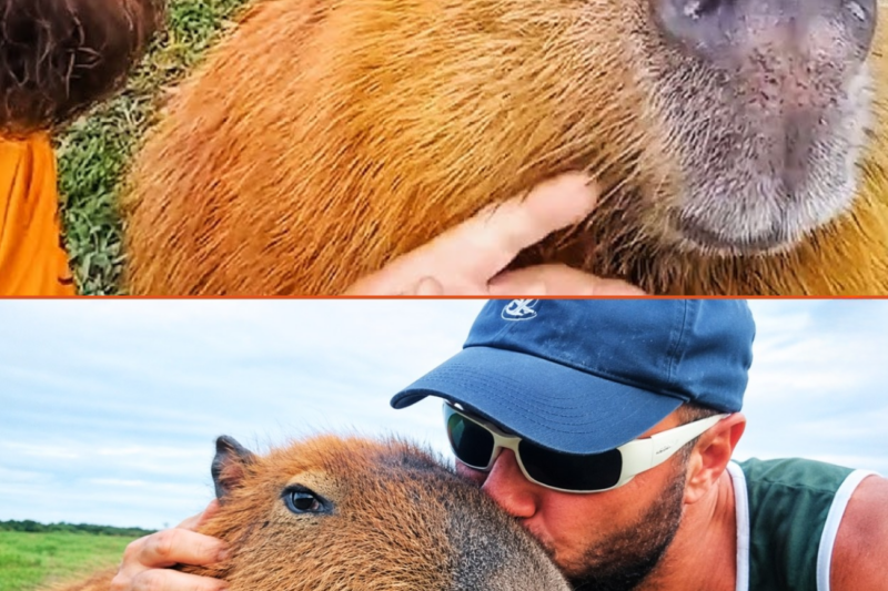 A Wild Capybara Chose a Human…Then Did Something No One Expected With Her Babies