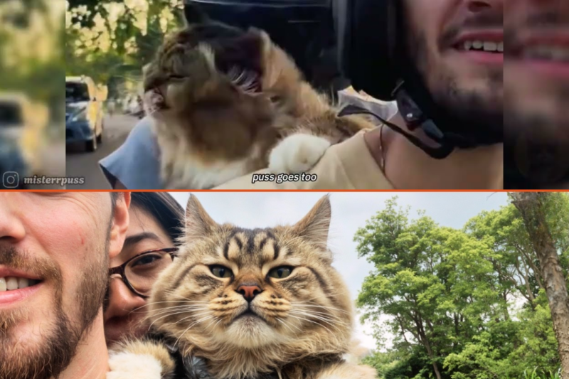 This Cat Refused to Stay Home, So His Parents Bought Him a Helmet