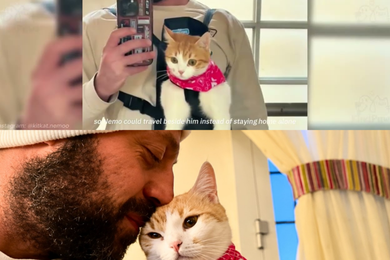 This Rescue Cat Followed Him Everywhere… Like She’d Already Chosen Her Dad