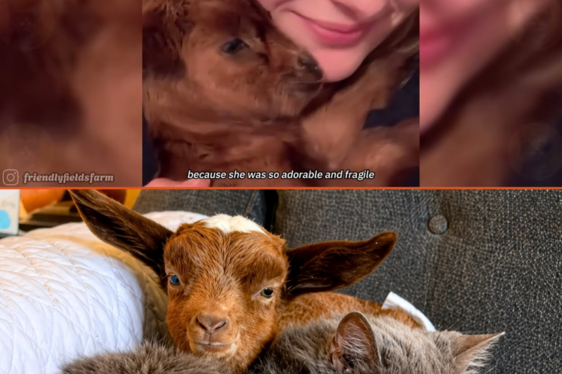 Baby Goat Raised By A Cat   But She Doesn’t Act Like a Goat Anymore