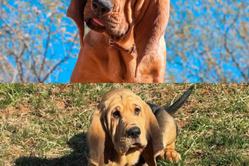 Meet Mason: The Adorable Bloodhound Puppy Already Winning Hearts as a New K 9 Officer