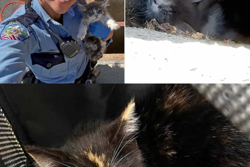 Tiny Kitten Surv1ves 100 Mile Journey Tr4pped Inside a Car Grill — and Wins Everyone’s Heart