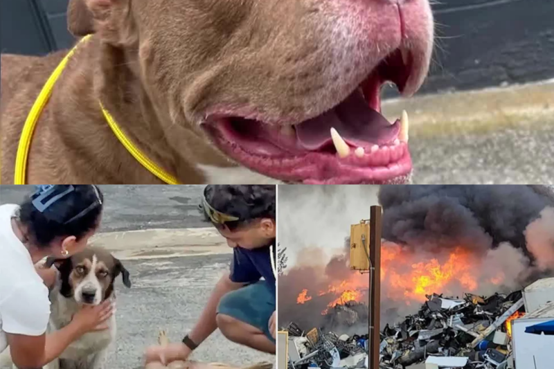 Family Thought Their Beloved Dogs Had D1ed in a Ma.ssive Fire. Then They Heard Barking From the Rubble