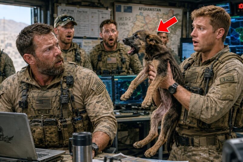 Rescued German Shepherd Pup at SEAL Base Keeps “Talking”—Try Not to Smile at His Funny Antics