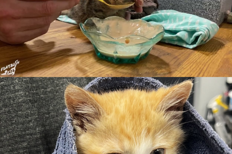From Ab4ndoned Cars to Forever Homes: The Brooklyn Rescues Giving Vuln3rable Kittens a Second Chance