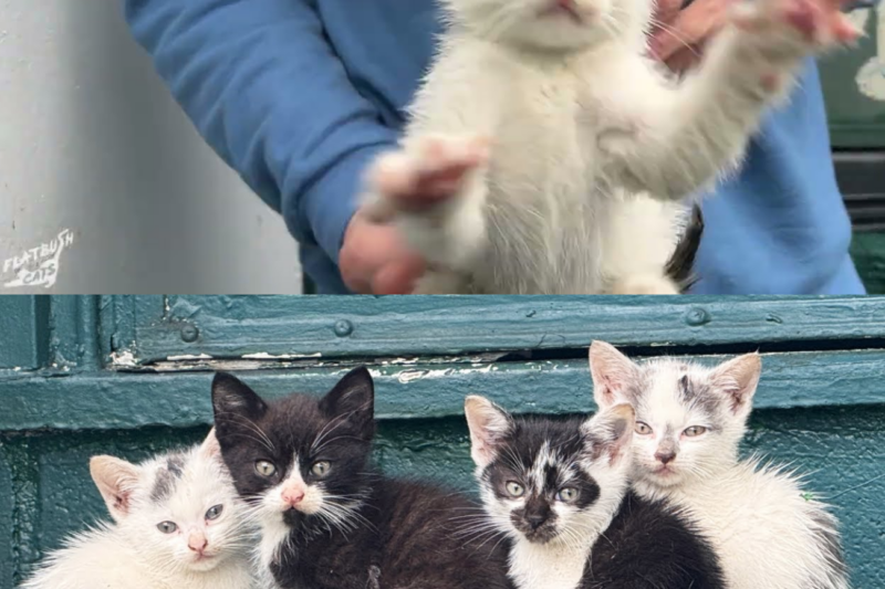 From a Construction Site to Forever Homes: How a Series of Small Rescues Changed Dozens of Lives