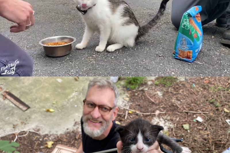 Hidden Beneath the Tracks: How a Mother Cat Led Rescuers to Her Kittens in a Storm Drain