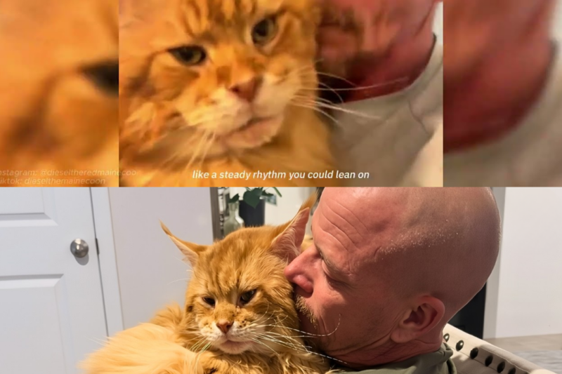 After 47 Days of Rejection, a Giant Maine Coon Finally Found the One Person Who Saw Him Differently
