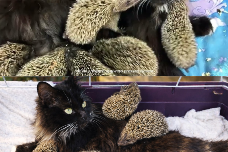 The Stray Cat Who Saved Eight Baby Hedgehogs — And Proved Compa.ssion Has No Species