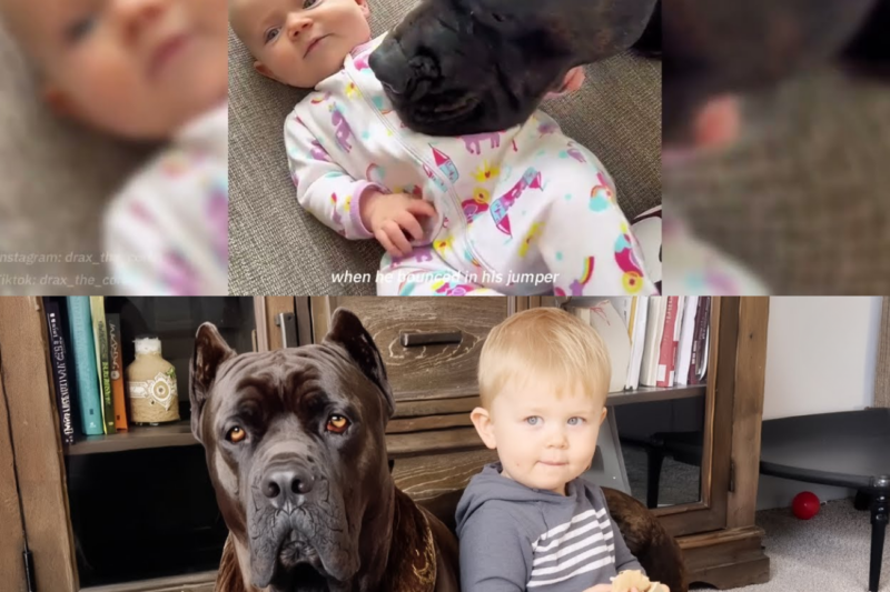 A 125 Pound Gentle Giant Grew Up Beside a Little Boy—and Became His Most Loyal Protector