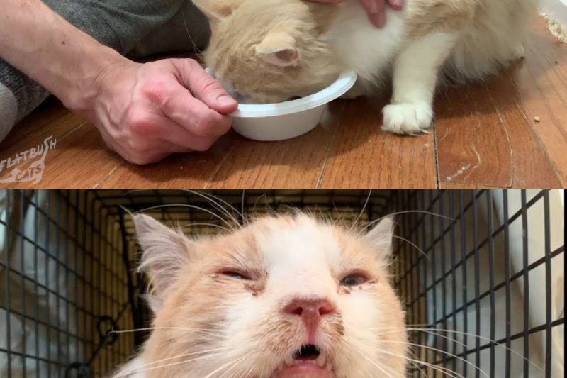 A S1ck Street Cat Kept His Distance From Everyone—Until One Rescue Changed His Entire Future