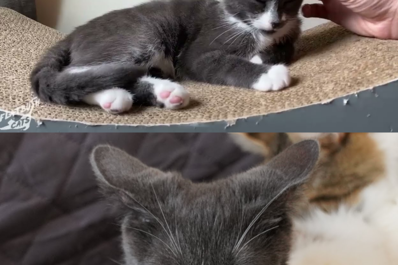 The Kitten Everyone Thought Was Too Scared to Love—Until One Cat Changed Everything