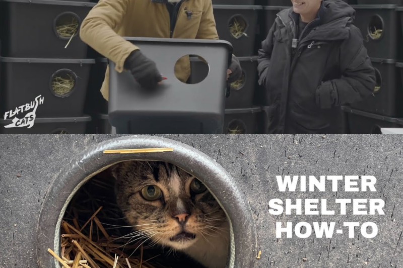 How a Simple DIY Shelter Is Helping Community Cats Surv1ve H4rsh Winters
